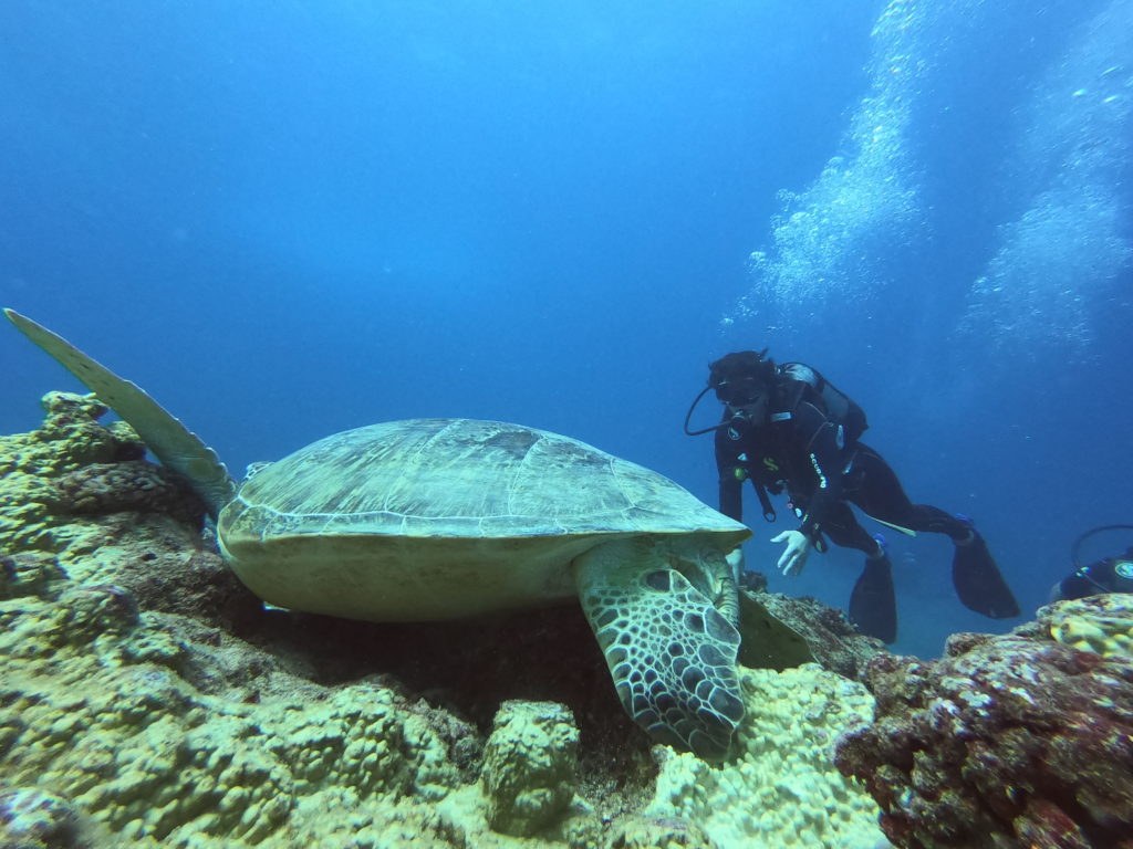 Exploration dives Dive Passion Mauritius Dive, Experience, Explore