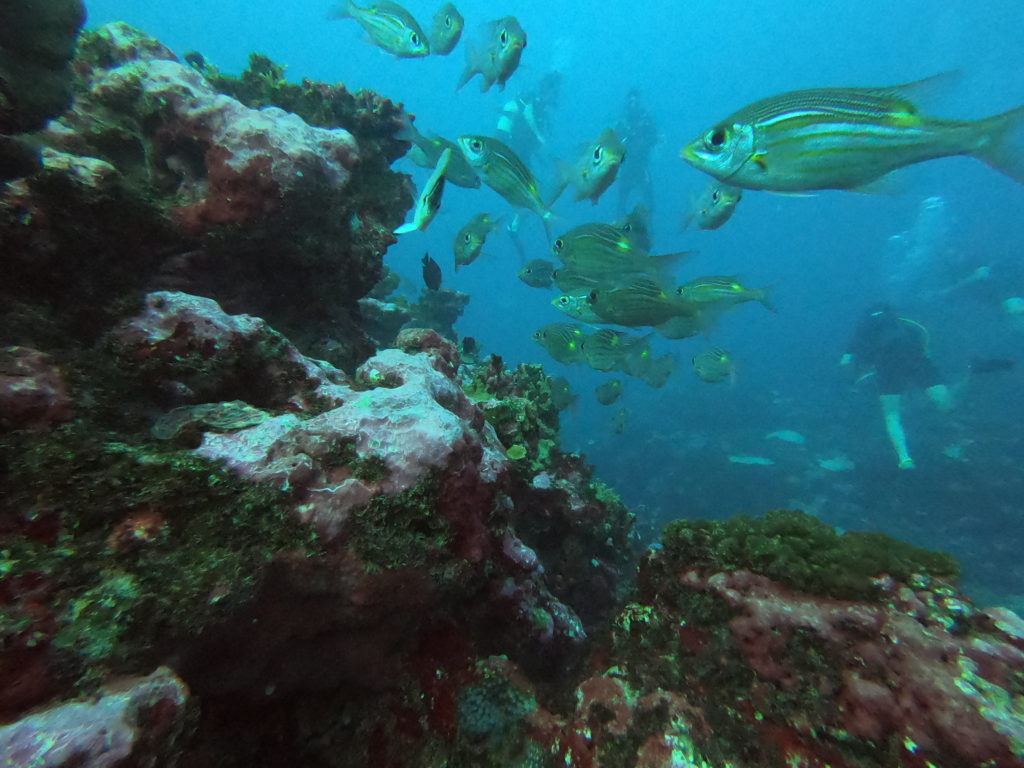 Package 6 Dives Dive Passion Mauritius Dive, Experience, Explore