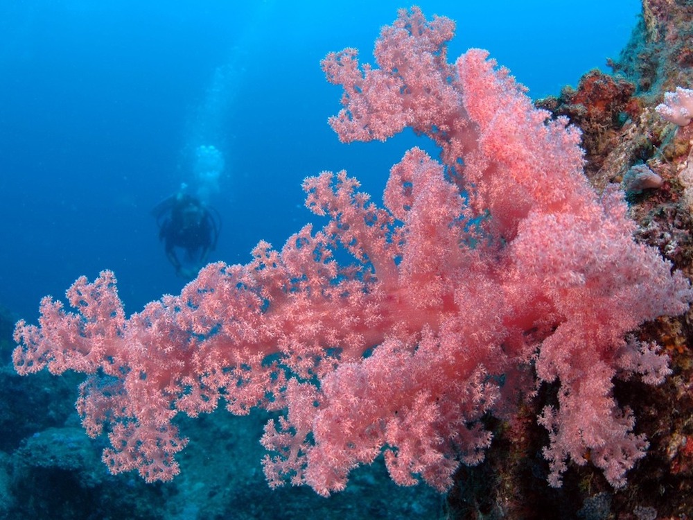 2 Discover Scuba Diving Sea Dive 1 1