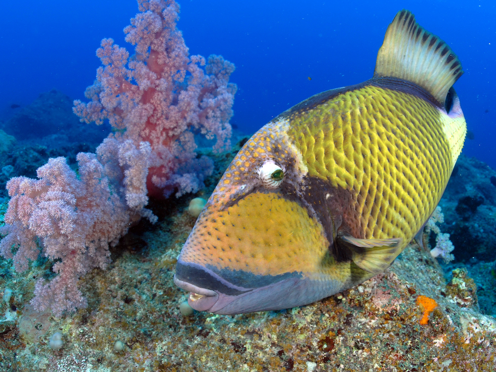3 Exploration Dive in Belle Mare