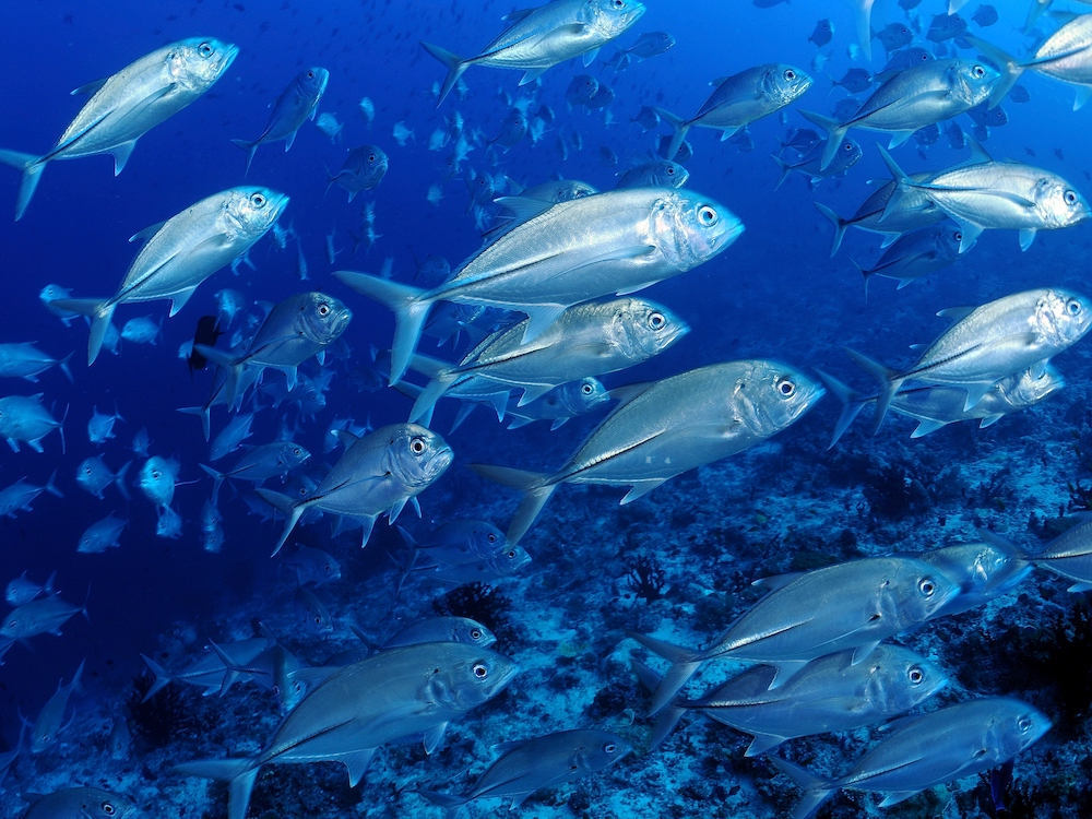 4 6 Dive Package – Certified Divers