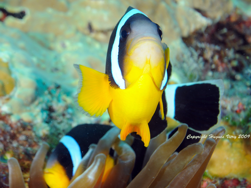 5 PADI Open Water Course